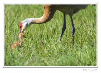 Sandhill crane with colt.jpg